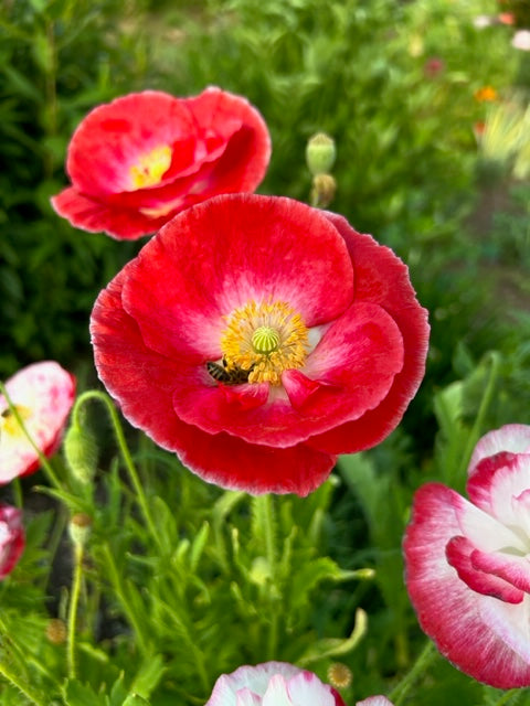 frilled petals of shirley poppy supreme