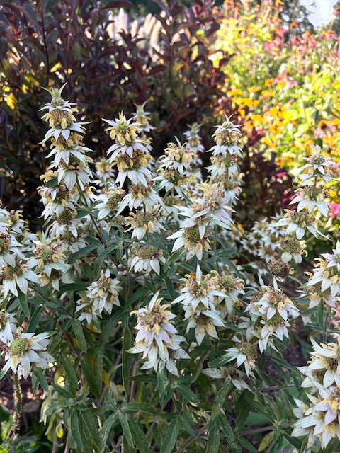 interesting and fragrant blooms of monarda punctata