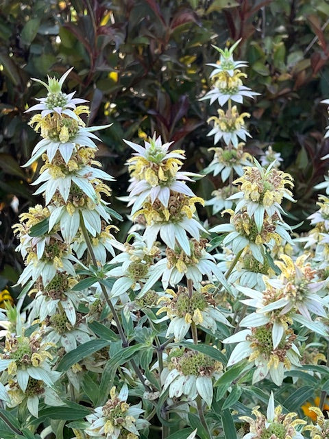 spotted horsemint is an easy to grow native plant