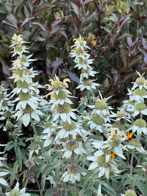 spotted bee balm in the butterfly garden