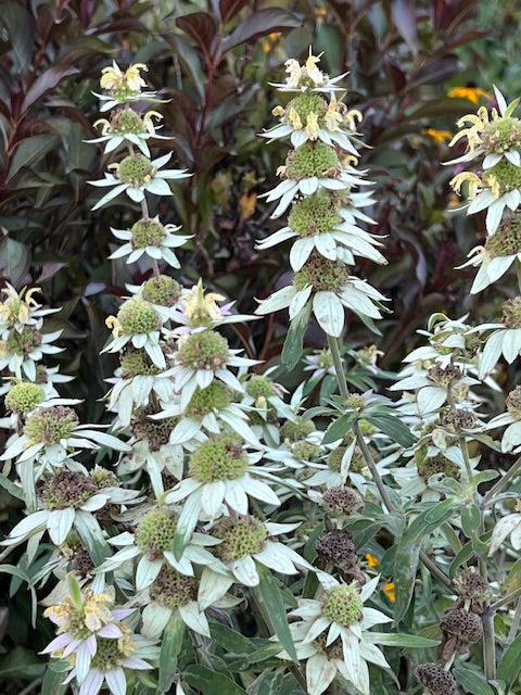 spotted bee balm in the pollinator garden