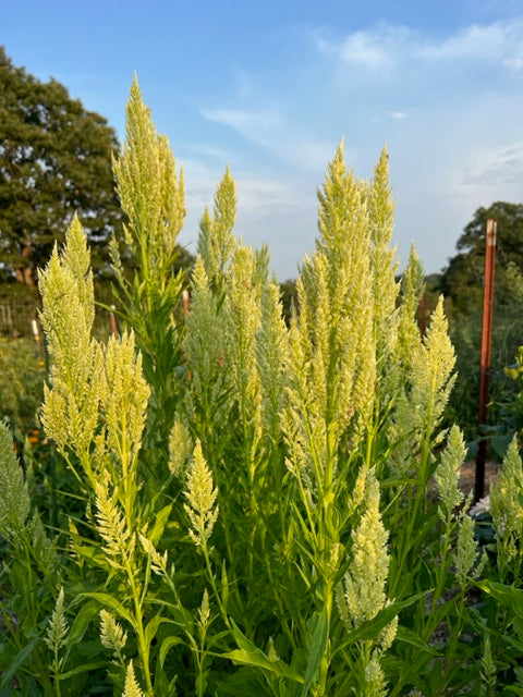 Celosia Seed Collection, 10 Varieties of Annual Celosia Seed