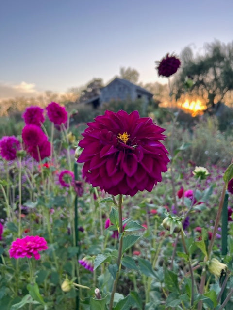 dahlias in the cut flower garden at mountainlilyfarm