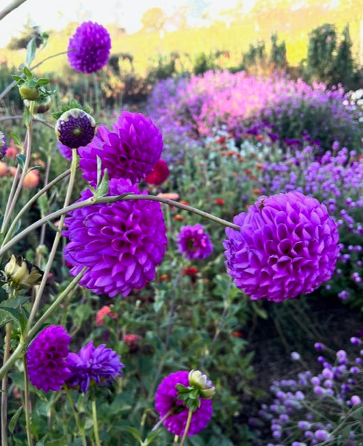 mixed dahlias from seeds for cut flowers