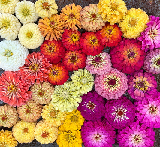 premium zinnia seed mix