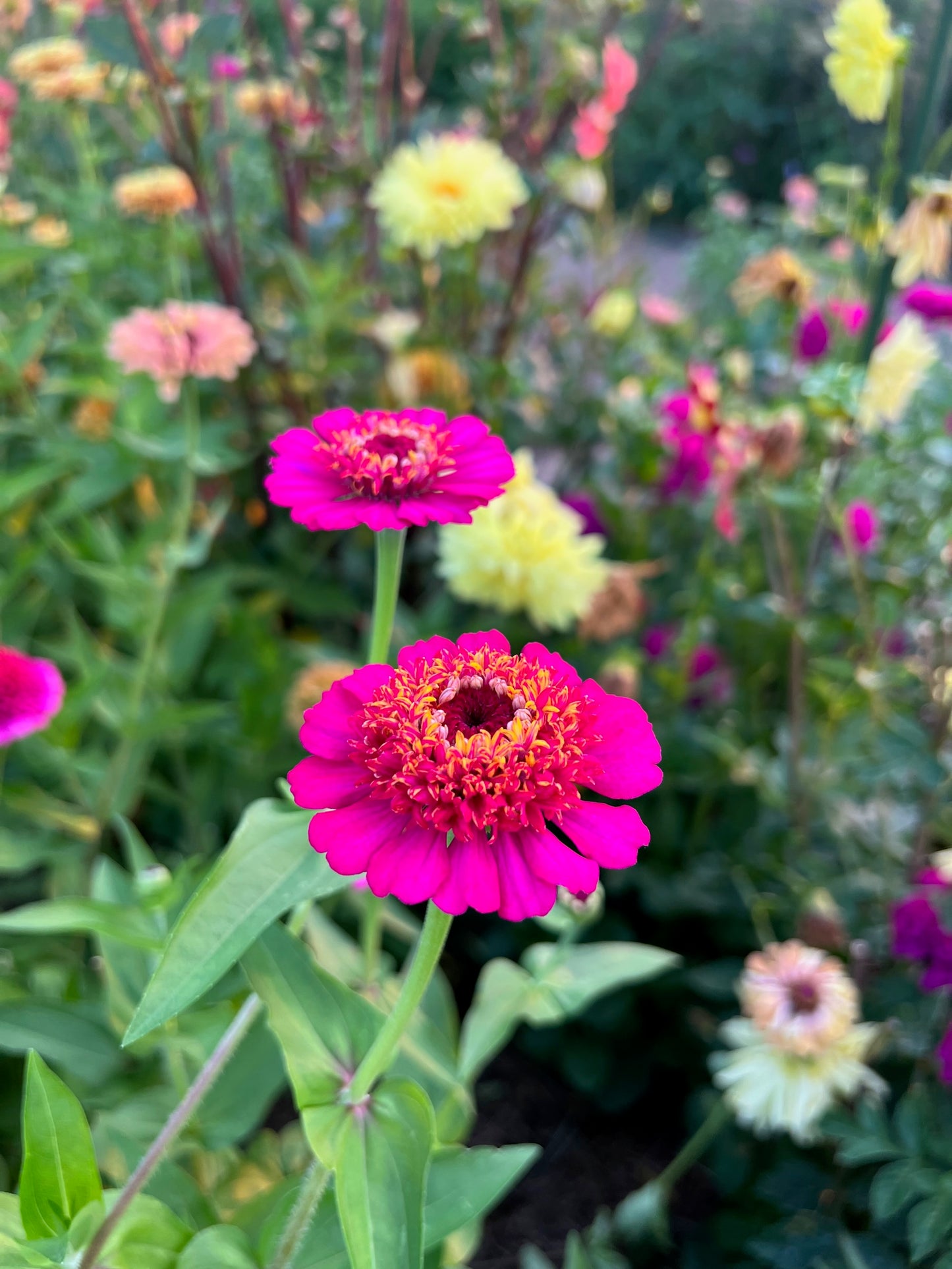 crested zinnia bloom of scabiosa zinnia