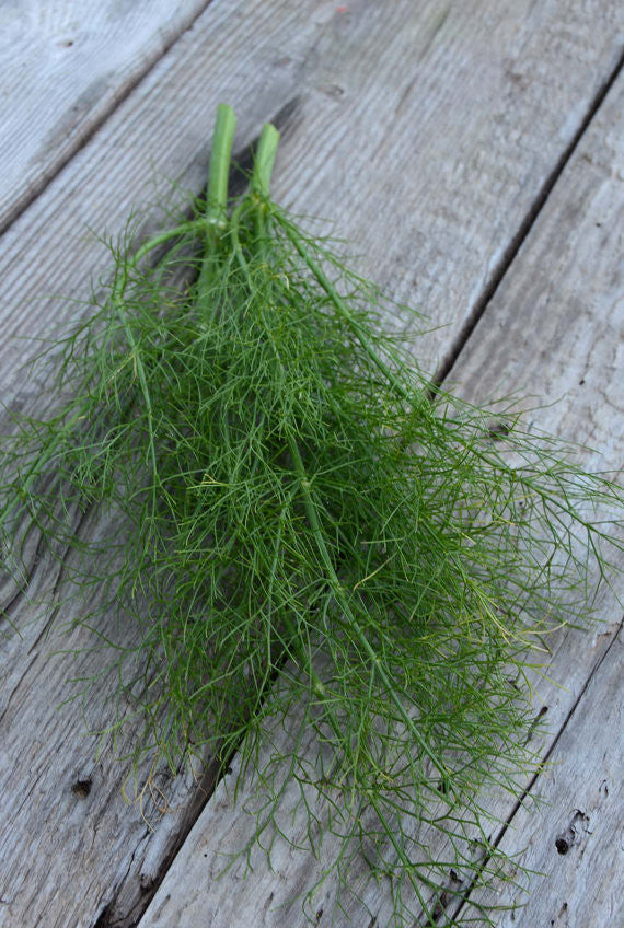 Green Fennel Bulb Seeds