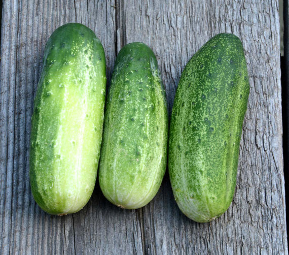 Pickling Cucumber Max Pack for home gardens
