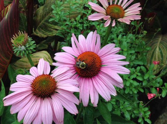 Purple Coneflower Seeds Echinancea purpurea