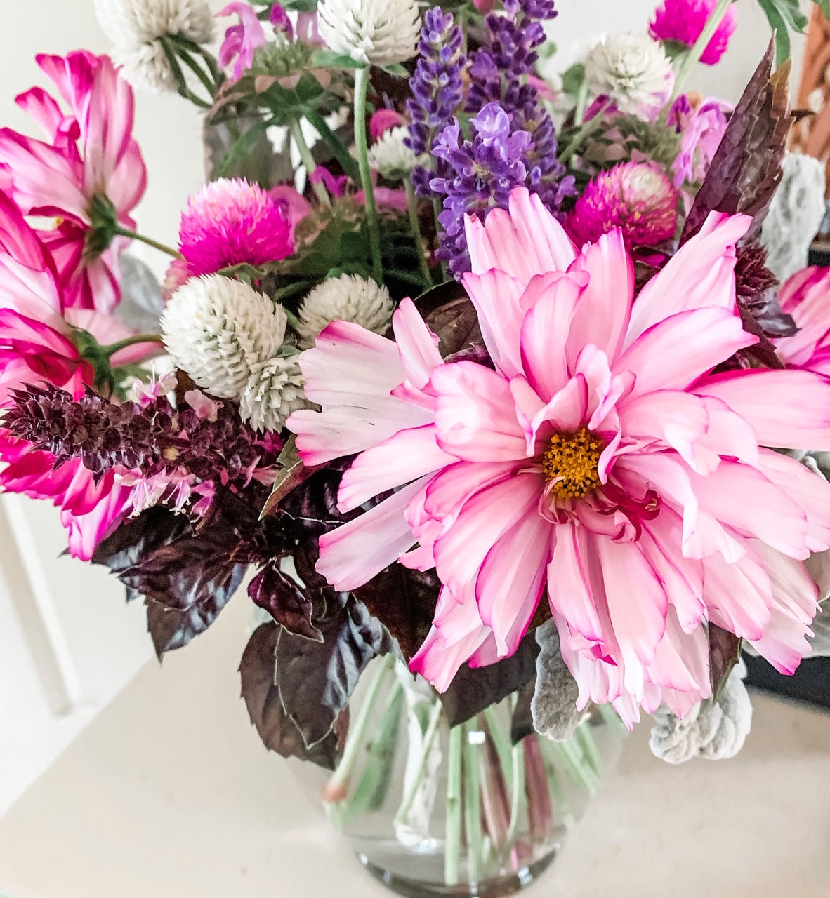 Double Click Bicolor Violet Cosmos Seeds, Double Cosmos Blooms in Rich  Colors- Perfect for Cut Flowers