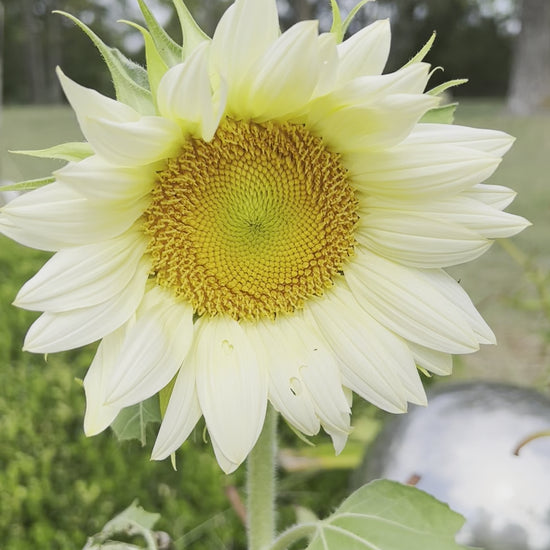 white lite sunflower in the summer garden