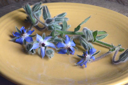 Herb Garden Favorite Blue Borage Seeds