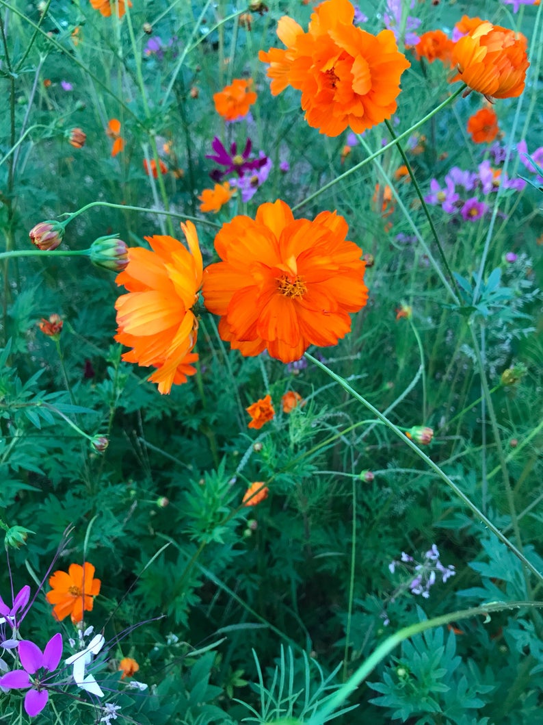 Cosmos Bright Lights Mix in the cutting garden