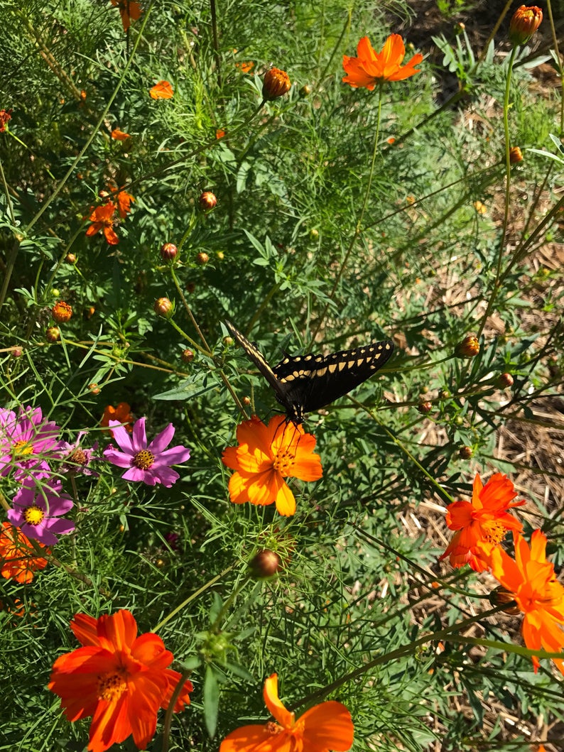 Butterfly on Bright Lights Cosmos