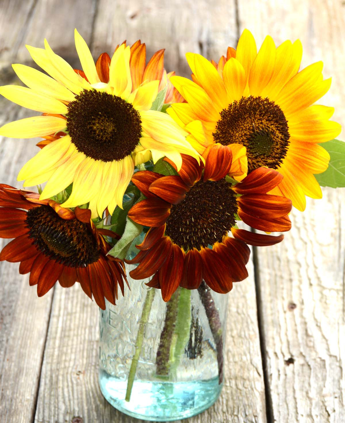 Autumn Fields Sunflower and Gourds- Walnut - 784626484283
