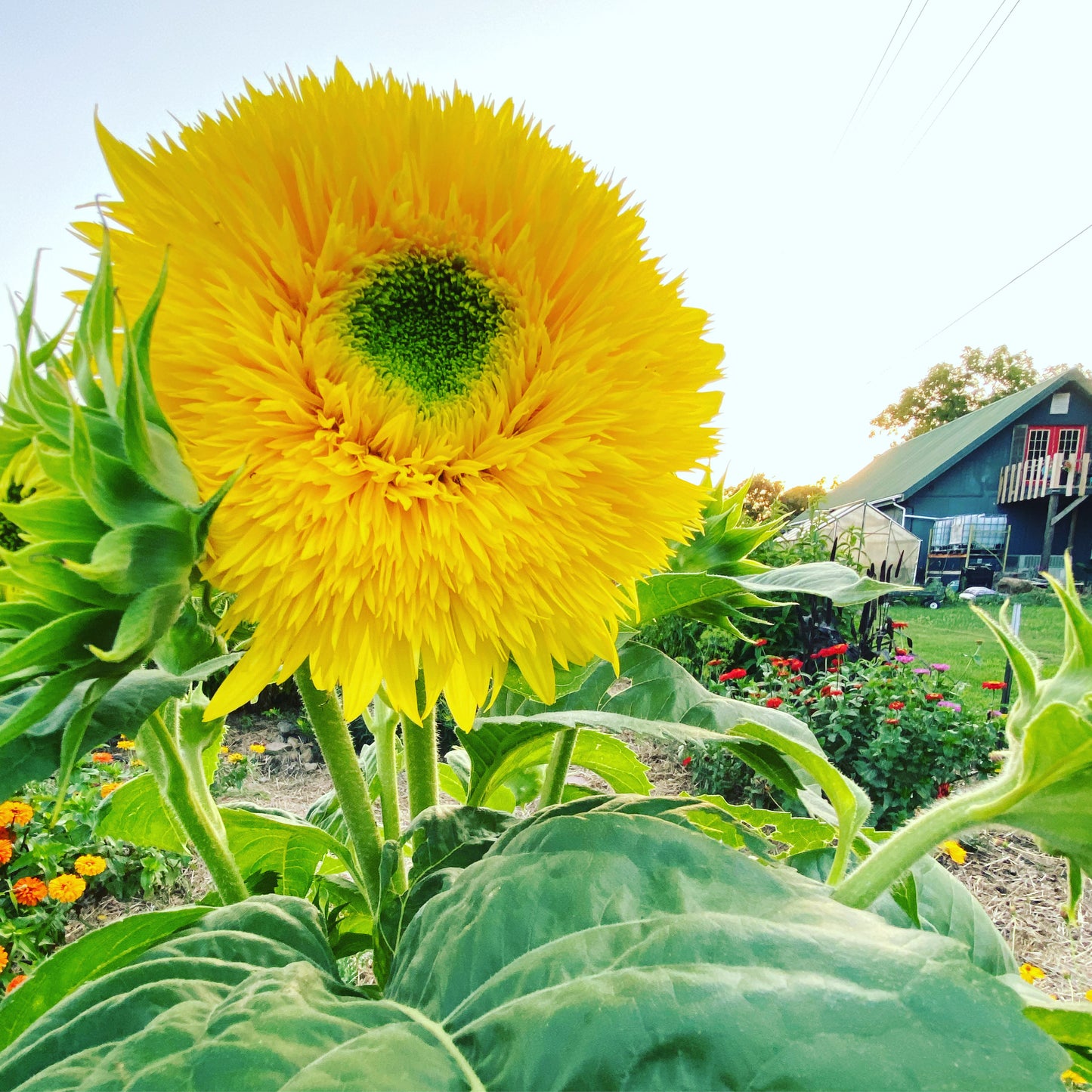 Lemonade sunflower blooms, fully double sunflowers