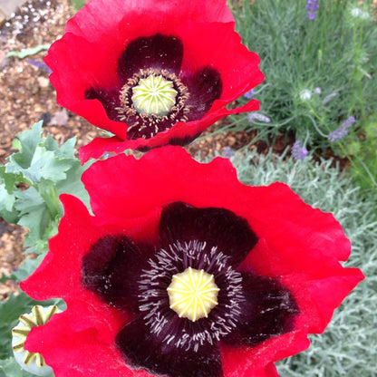Papaver rhoeas Shirley Poppy Seeds Mixed Colors
