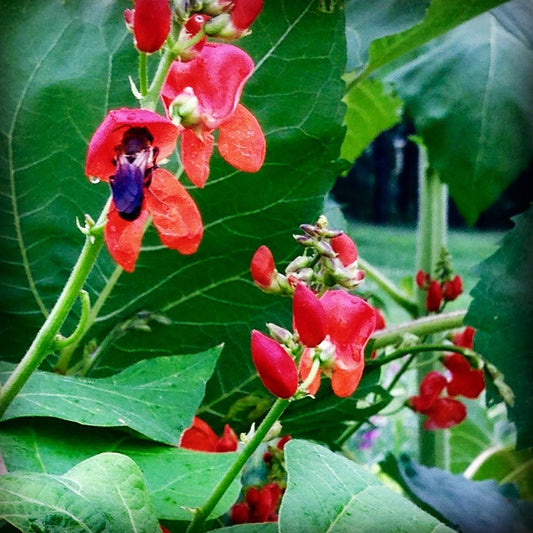 Scarlet Emperor Runner Beans Heirloom Pole Beans Great For Hummingbird Gardens
