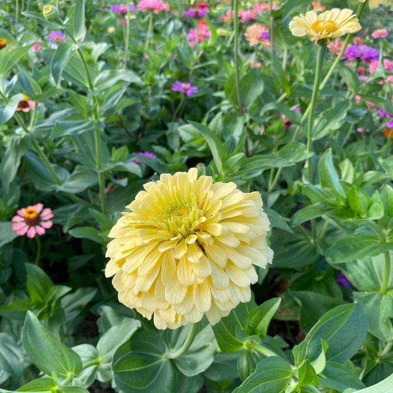 Yellow Zinnia Isabellina 