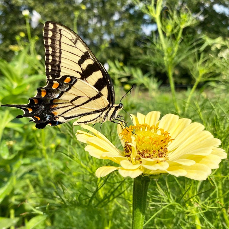 Swallowtail Butterfly on Isabellina Zinnia