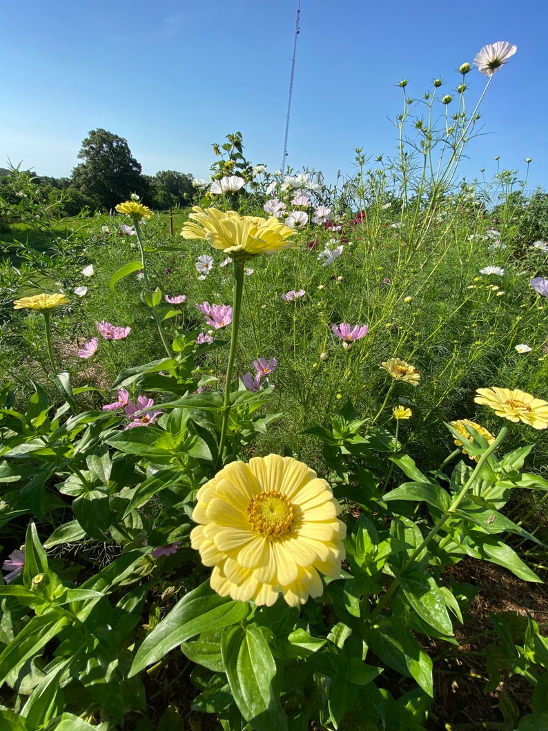 Isabellina Zinnias