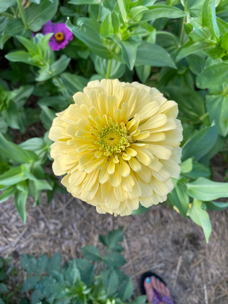 Isabellina Zinnia in the cutting garden