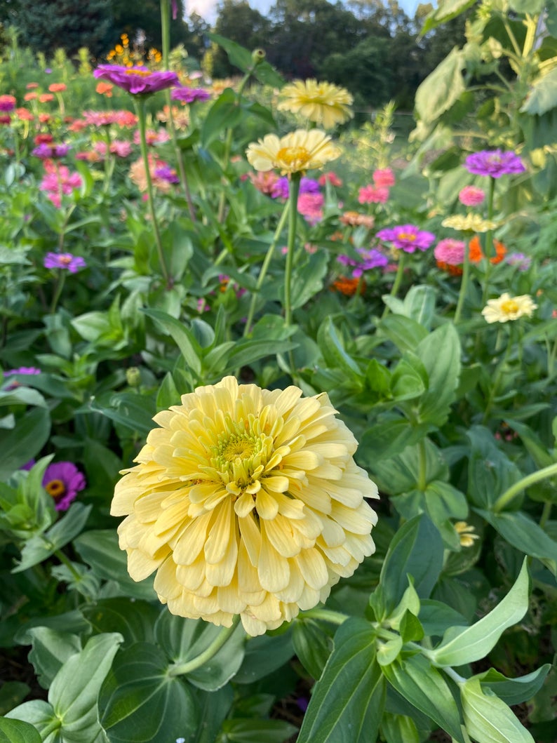 Isabellina Zinnias