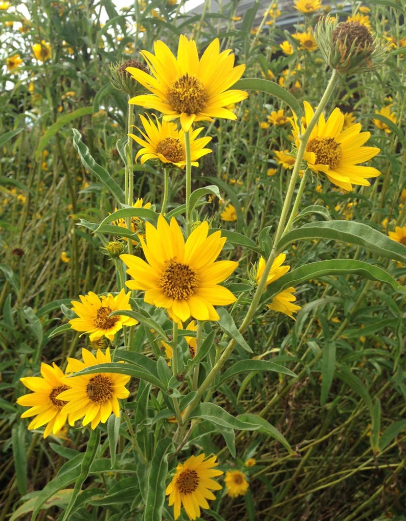 planting maximilian sunflower seeds Maximilian Sunflower Seeds, Native Sunflower Seeds, Helianthus maximil – Mountainlily Farm