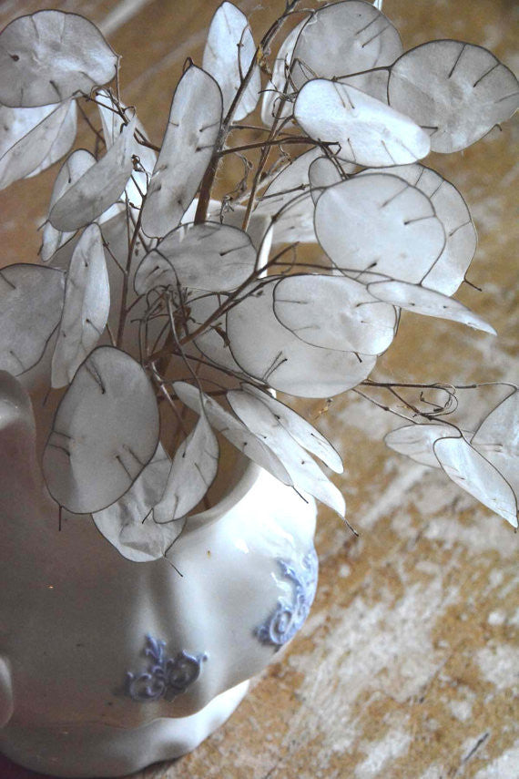 Money Plant Dried Lunaria Honesty Plant