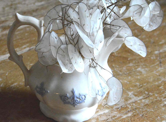 Dried Lunaria Money Plant Seeds