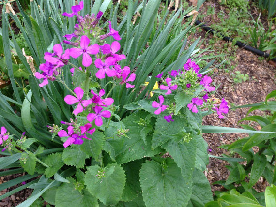 Money Plant in flower Lunaria flowers