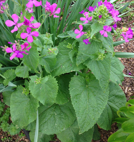 Hoensty Dried Lunaria Seeds Flowering in the garden
