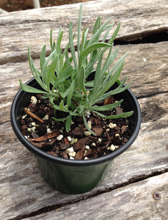 Nursery Grown Provence Lavender Plants