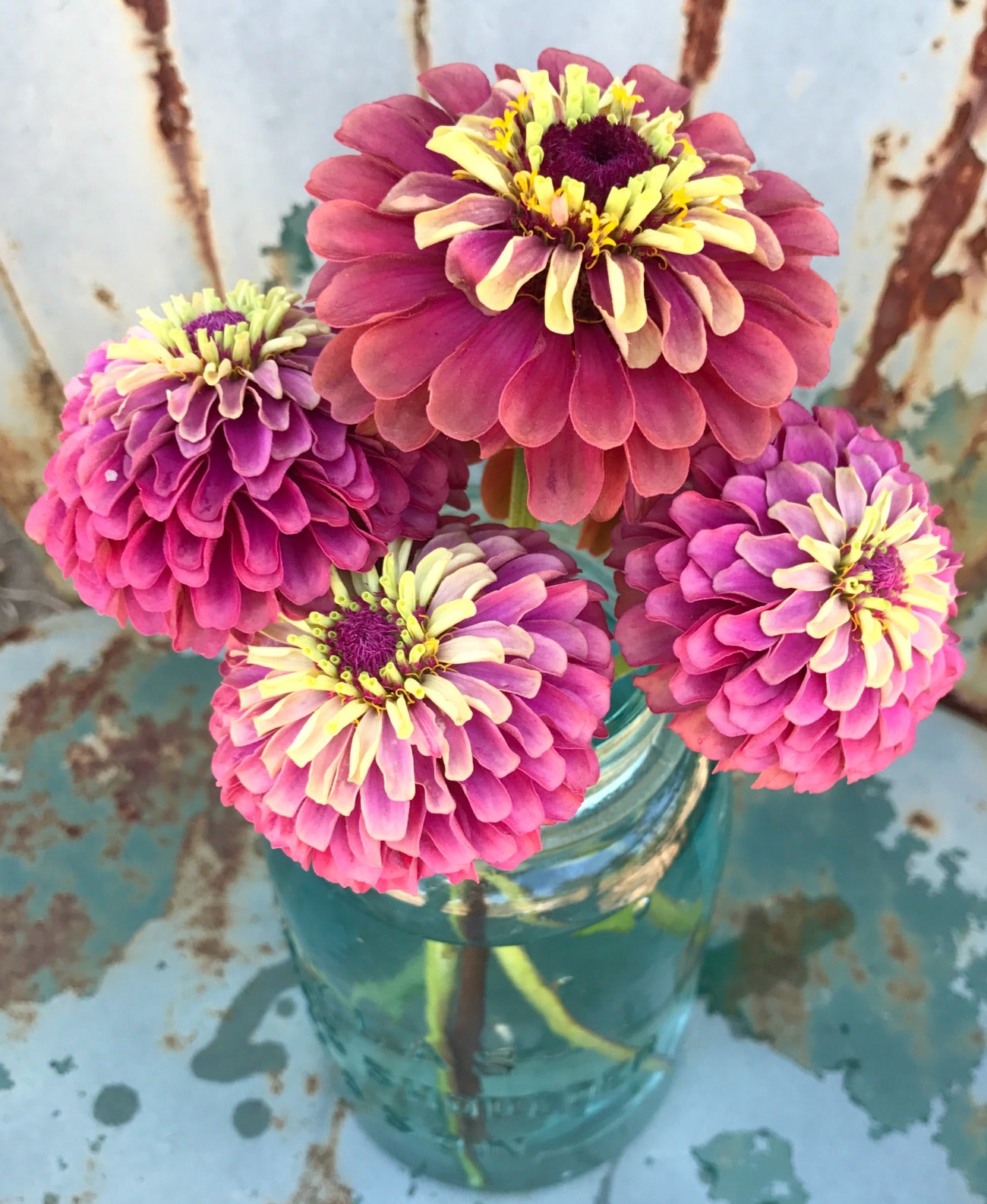 Queen Red Lime Zinnia Seeds- Great for Butterfly Gardens and Cut Flowe – Farm