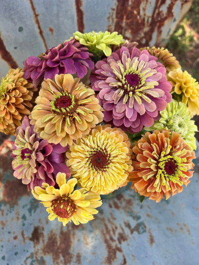 zinnia seeds queen series