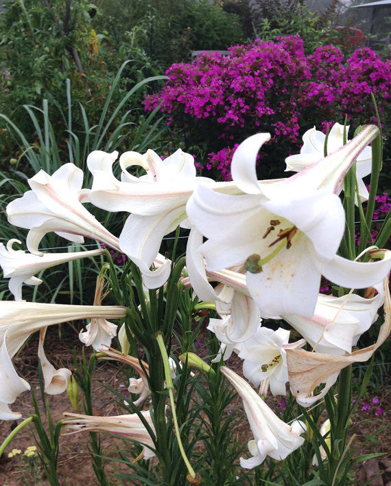 white lily flower seeds Formosa Lily Seeds, Lilium formosanum Tall White Garden Lily Great for Cut Flowers