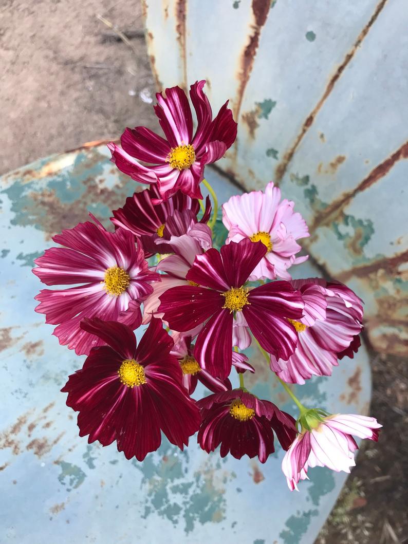 Striking blooms of Cosmos Velouette