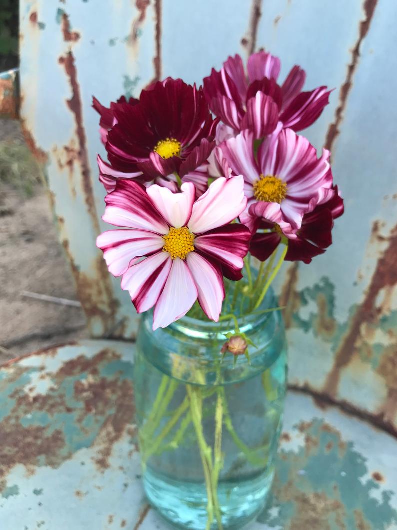 Velouette Cosmos Seeds for Cut Flower Gardens