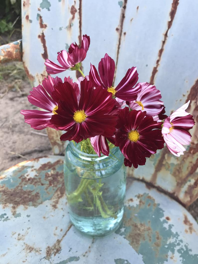 Seeds for Velouette Cosmos