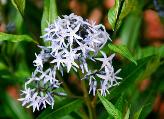 Amsonia tabernaemontana Arkansas Bluestar Seeds