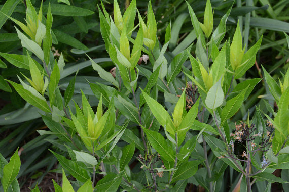 Arkansas Bluestar Amsonia tabernaemontana Eastern Bluestar