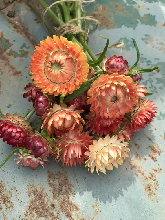 helichrysum flower seeds Strawflower Seed, Helichrysum Mixed Peach and Apricot Shades – Mountainlily Farm