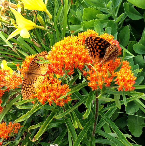 asclepiasa tuberosa seeds for sale