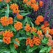 native butterfly weed asclepias tuberosa