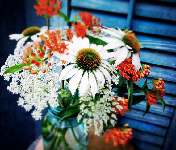 asclepiasa tuberosa butterfly weed seeds for sale