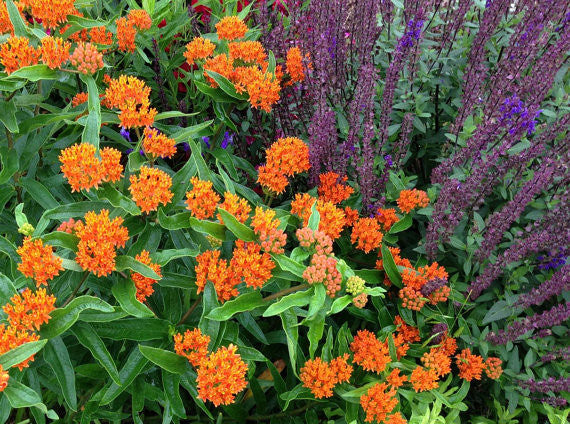 butterfly lavender seeds Asclepias tuberosa, Butterfly Weed Seeds, Monarch Butterfly Host Plant – Mountainlily Farm