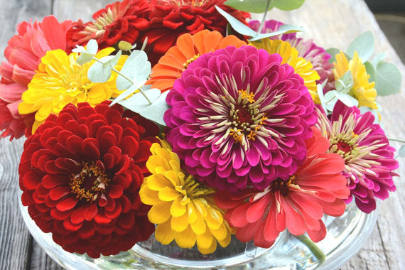 Benary's Giant Zinnia Seeds