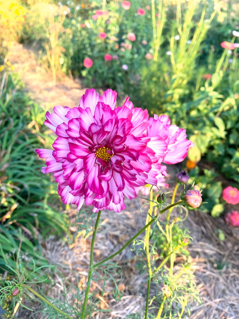 Cosmos in the cut flower garden