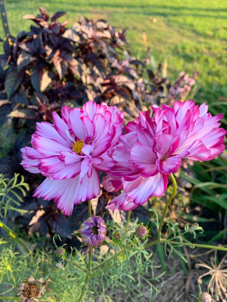 Violet Bicolor Cosmos Seeds for sale