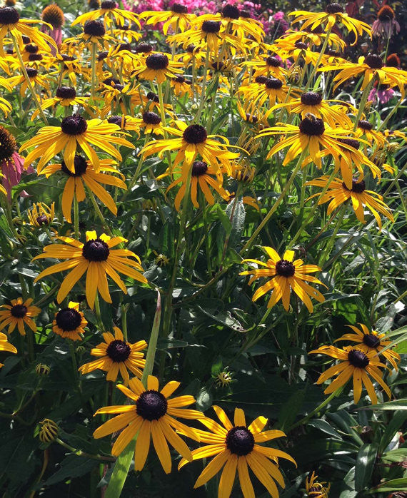 Rudbeckia fulgida Goldsturn Plant
